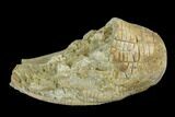 Fossil Crinoid (Zeacrinites) - Alabama #122386-1
